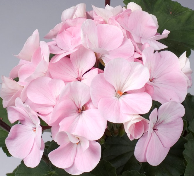 Nano F1 Appleblossom -мини мушкато (5038)